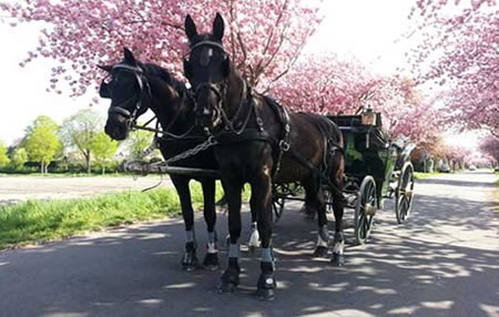 Planwagenfahrten Winkelmann: Hochzeitskutsche in Nettetal Planwagenfahrten Winkelmann: Hochzeitskutsche in Nettetal