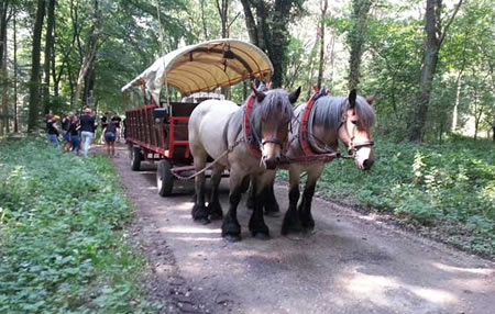 Planwagenfahrten Winkelmann: Planwagen fahrten in Nettetal Planwagenfahrten Winkelmann: Planwagen fahrten in Nettetal