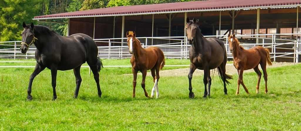 Planwagenfahrten Winkelmann: Pferde & geführte Ausritte in Nettetal ...
